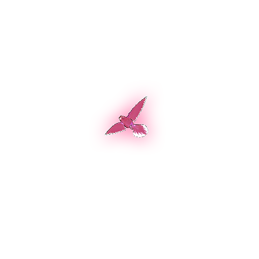 Pink Parrot