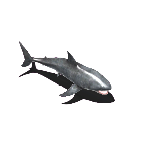 Shark